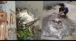 ปลายักษ์