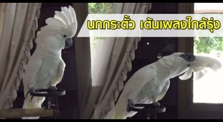 นกกระตั้ว