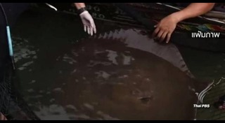 ปลายักษ์