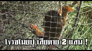 ธุรกิจส่วนตัว