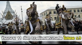 ช้างเผือก