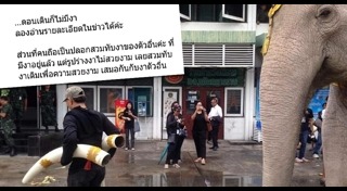 ช้างเผือก