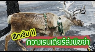 กวางเรนเดียร์