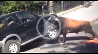 กระทิงไล่ขวิดคน