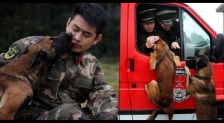 สุนัขทหาร