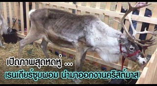 กวางเรนเดียร์