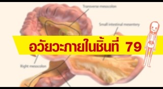 อวัยวะในร่างกาย