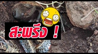 แมงมุมทารันทูล่า