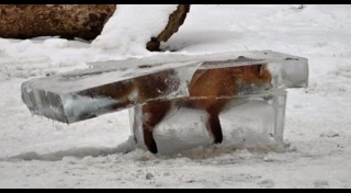 จิ้งจอกทิเบต