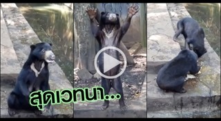 หมีหมา