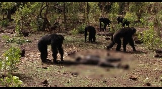 ชิมแปนซี