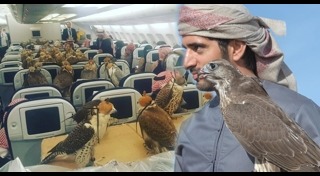 เหยี่ยว