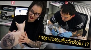 แมวสฟิงซ์