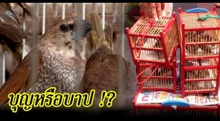 ปล่อยนก