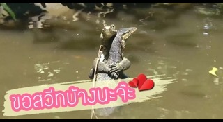 สัตว์ผสมพันธุ์