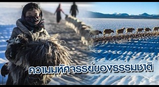 สัตว์อพยพ