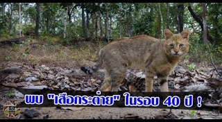 เสือกระต่าย