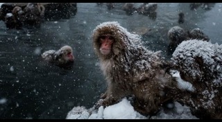 สึนามิญี่ปุ่น