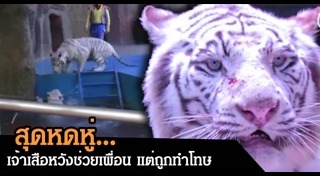 เสือขาว