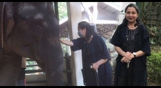 มูลนิธิเพื่อนช้าง