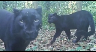 อุทยานแห่งชาติแม่วงก์