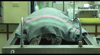 เต่าตนุ