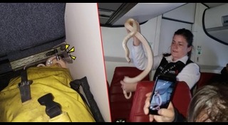 งูเผือก