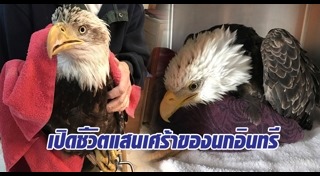 นกอินทรี