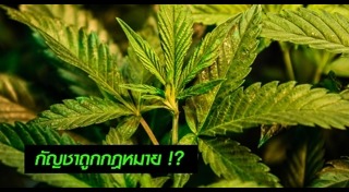 ปลูกกัญชา