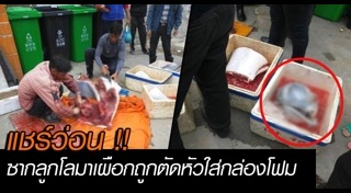 โลมาเผือก