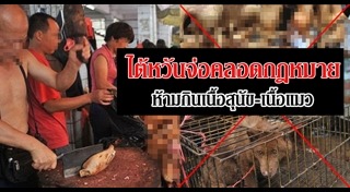 กินหมาที่จีน