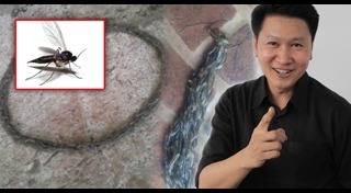 หนอนแมลงวัน