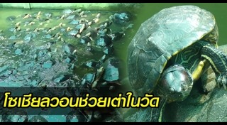 ปล่อยเต่า