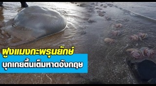 แมงกะพรุนยักษ์