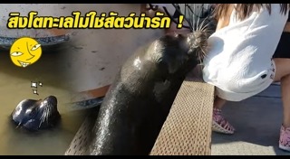 สิงโตทะเล