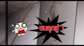 ตะขาบยักษ์