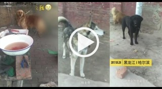 โรงฆ่าสัตว์