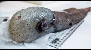 ปลาทะเลน้ำลึก