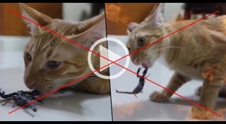 แมงป่อง