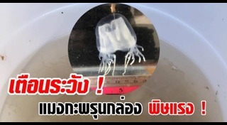 แมงกะพรุนกล่อง