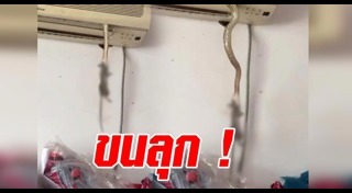 งูกินหนู