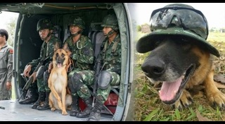 สุนัขทหาร