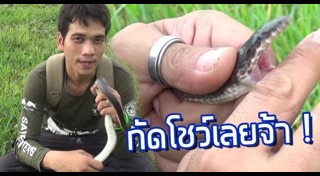 งูแสงอาทิตย์