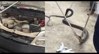 จับงูจงอาง