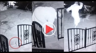 งูหางกระดิ่ง