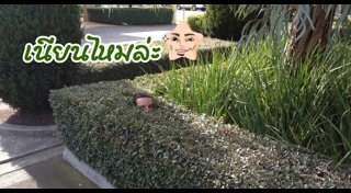 จัดสวนหลังบ้าน