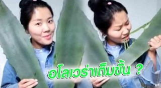 ว่านหางจระเข้