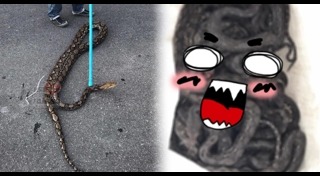 จับงูจงอาง