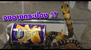 จับงูจงอาง