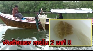 แมงกะพรุนกล่อง